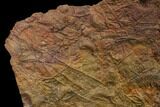 Silurian Fossil Crinoid (Scyphocrinites) Plate - Morocco #148556-2